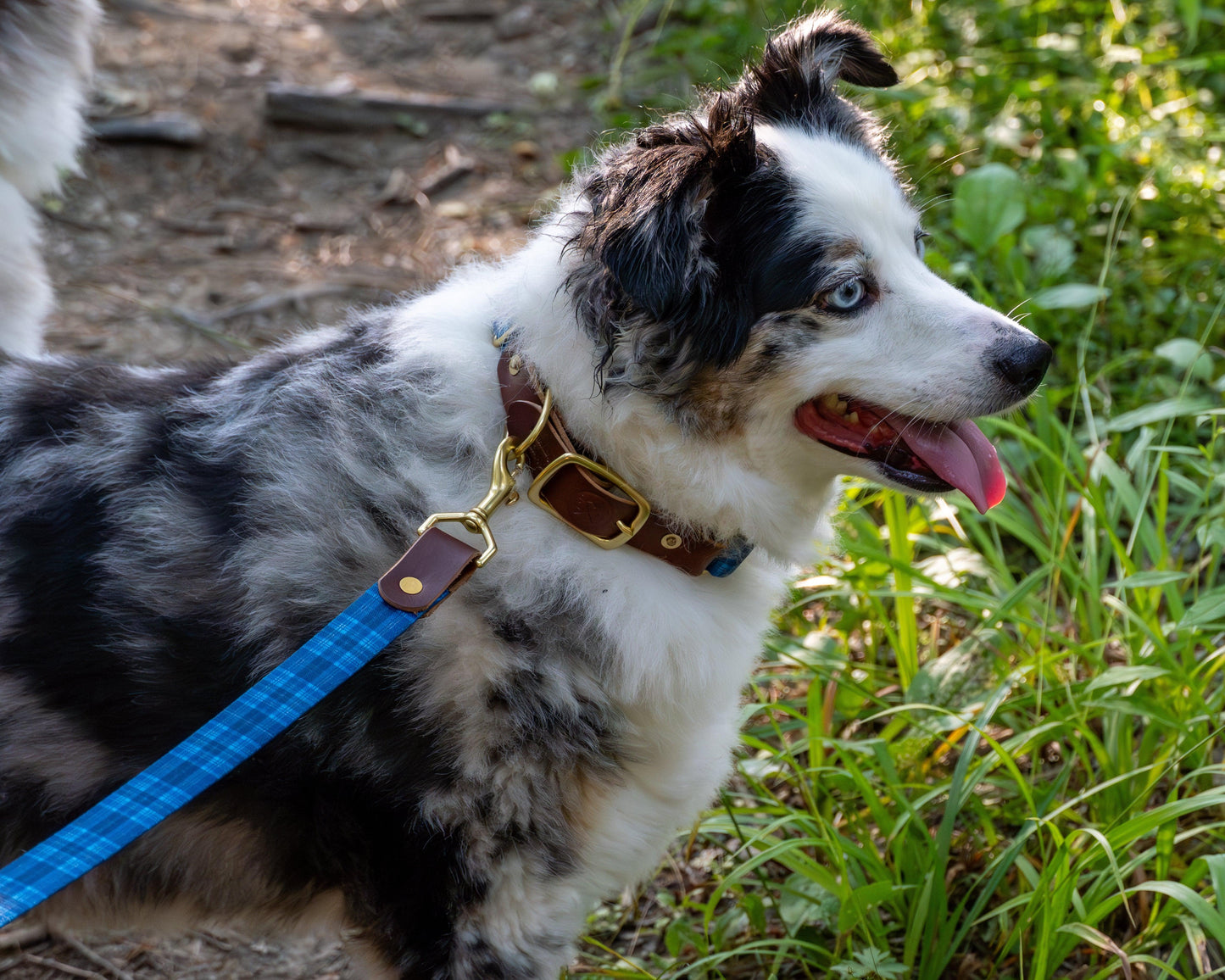 The Tartan Dog Collars