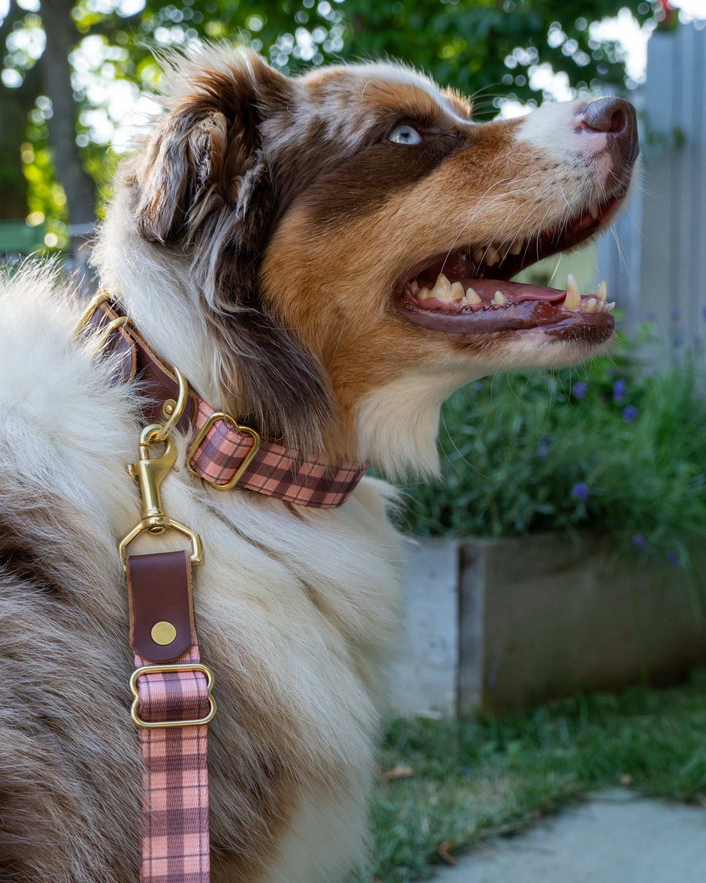 The Tartan Dog Collars
