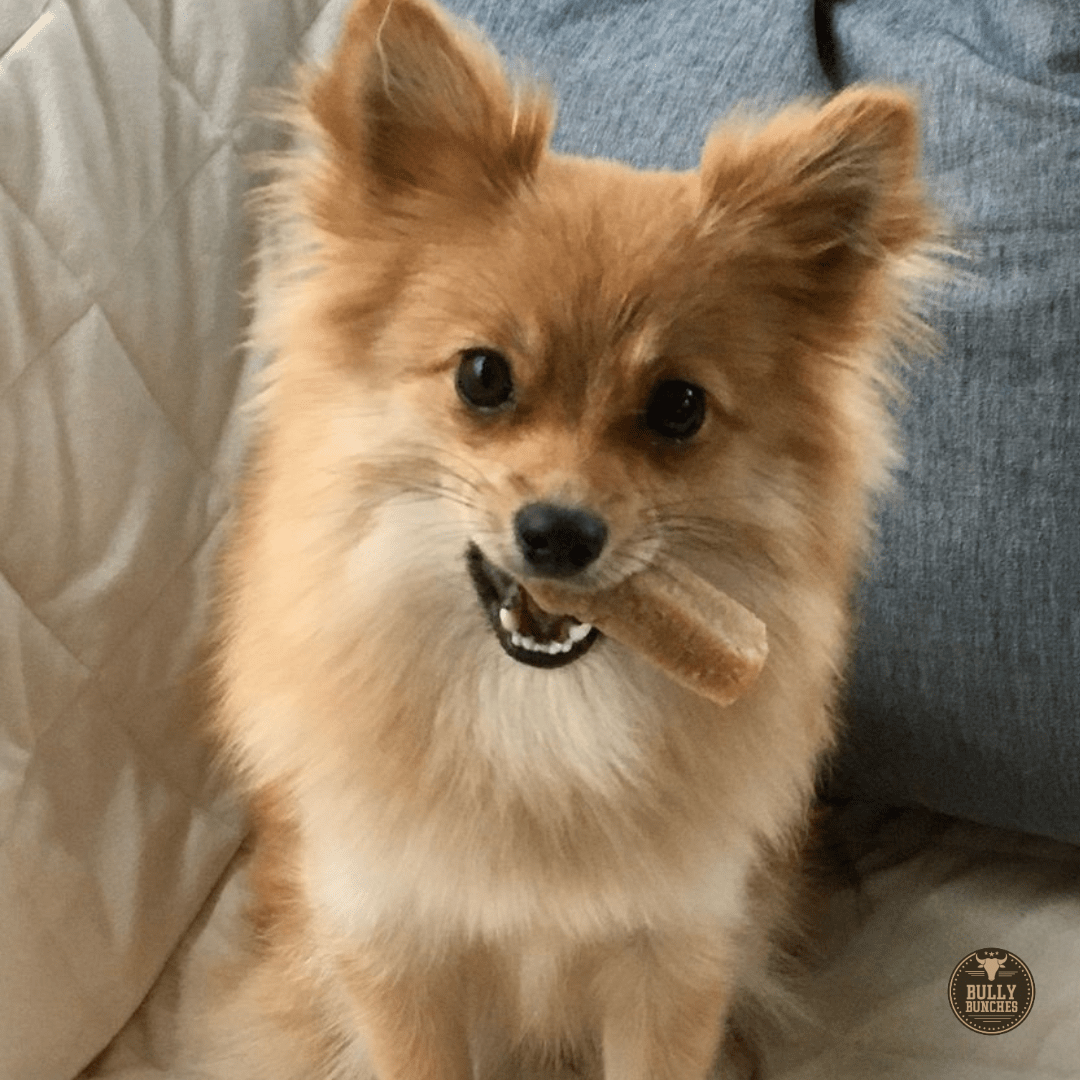 Himalayan Yak Chew (SMALL) - themonogram manor