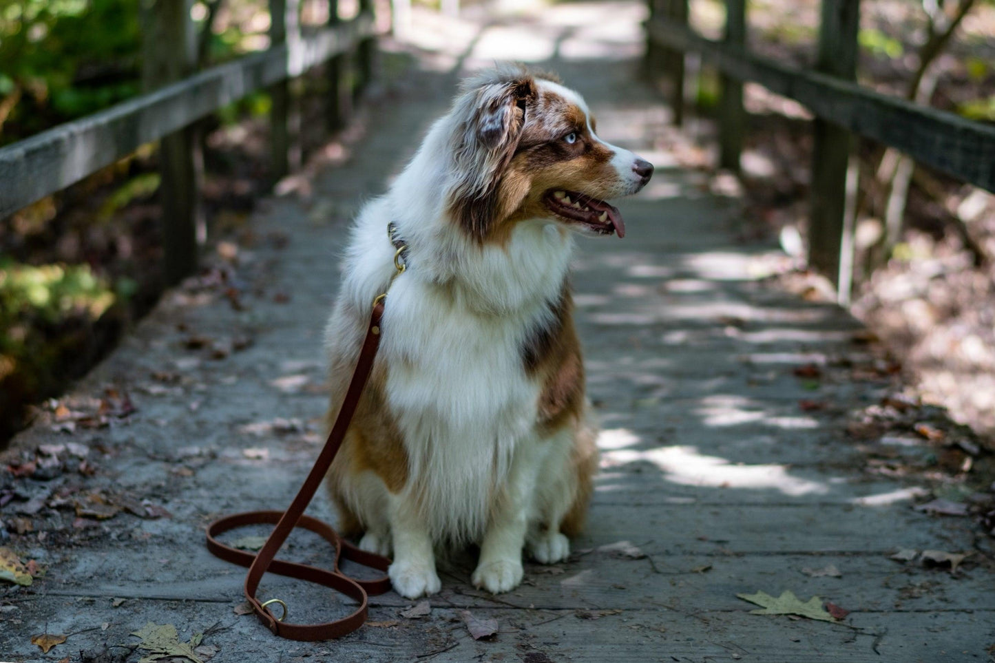 Full Leather Dog Collar