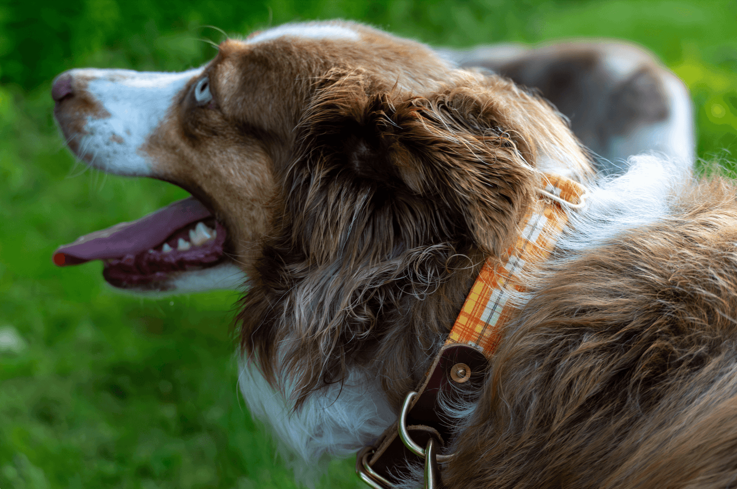 The Tartan Dog Collars