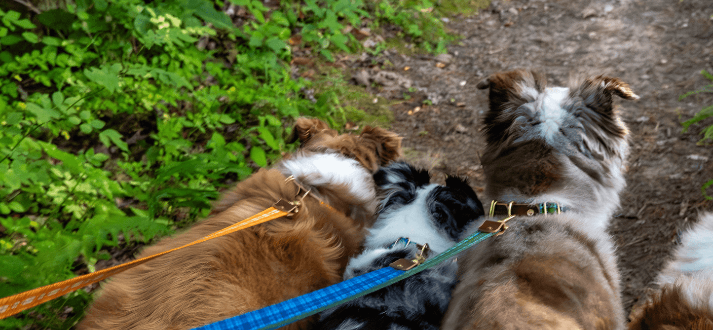 The Tartan Dog Collars
