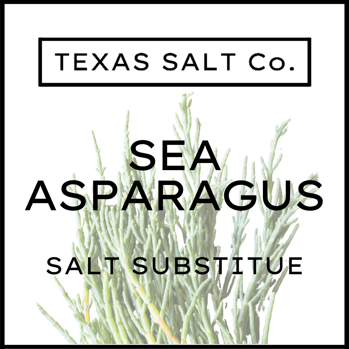 Sea Asparagus (Salt Substitute) - themonogram manor 