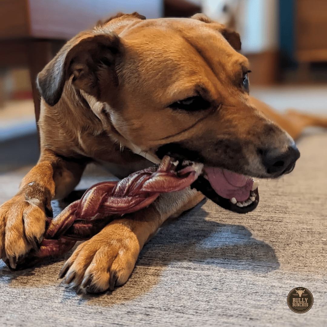 12 Inch Monster Braided Bully Stick - themonogram manor 