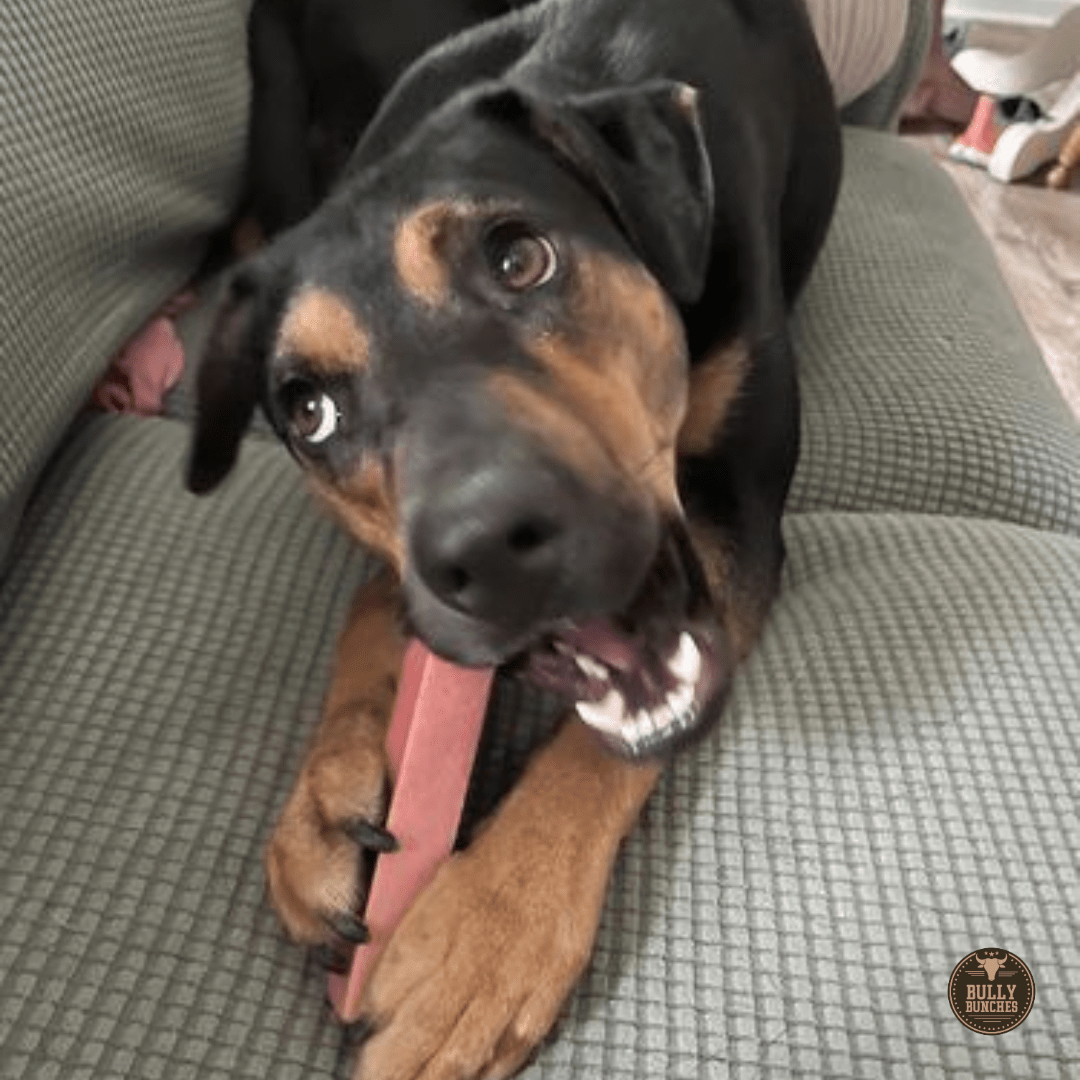 Strawberry Himalayan Yak Chew (MEDIUM) - themonogram manor 