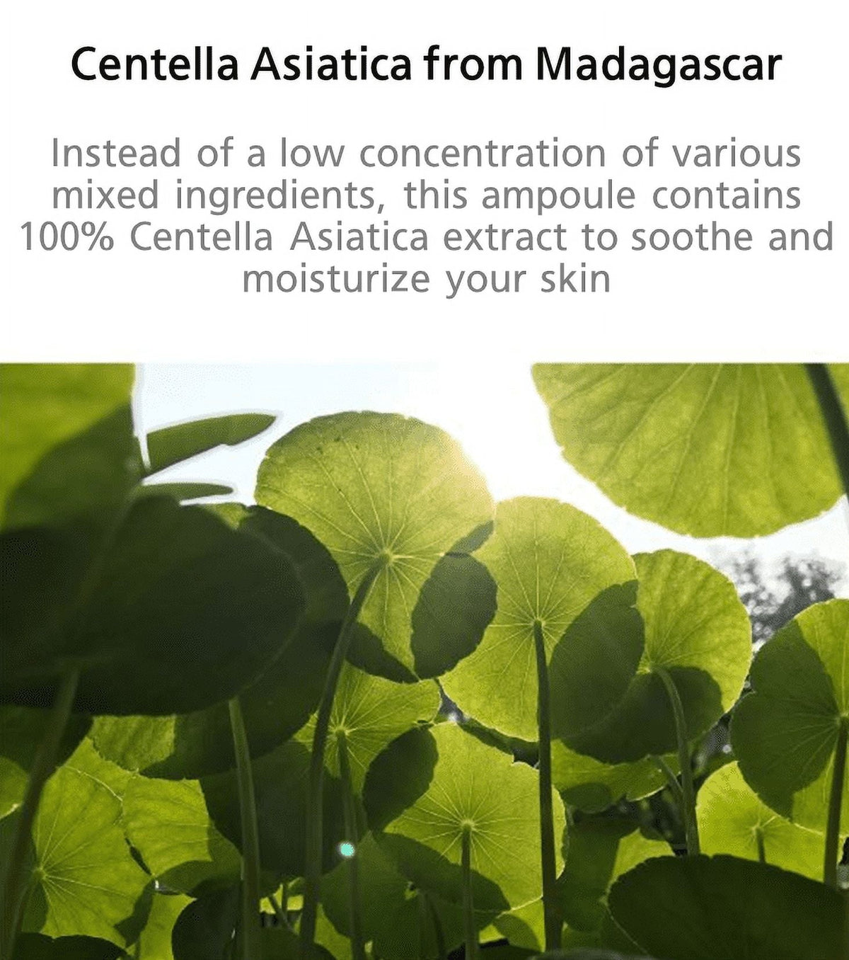 Madagascar Centella Ampoule 100Ml - themonogram manor 