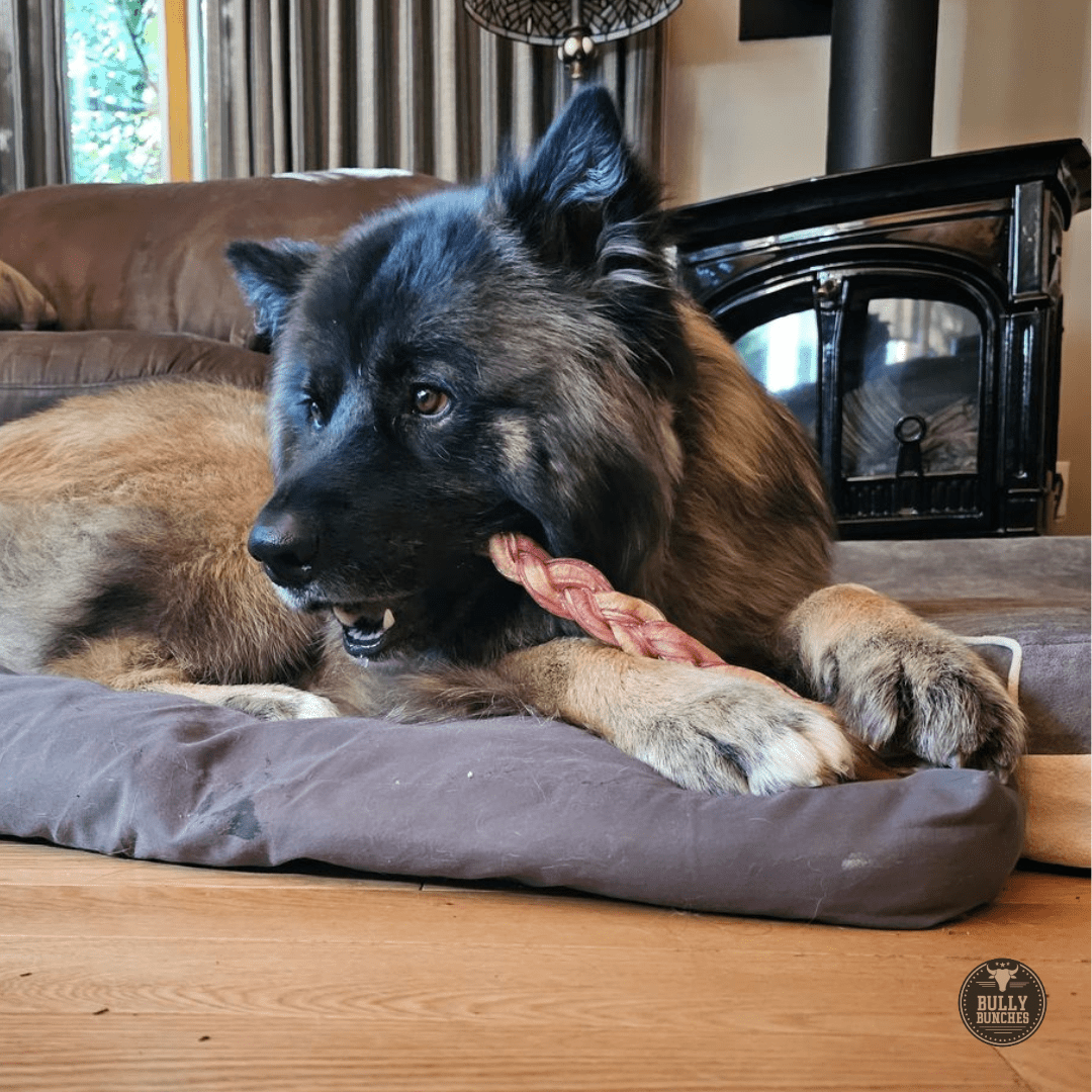 12 Inch Thick Braided Bully Stick - themonogram manor 