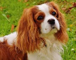 Charleston Belt Cavalier King Charles / Cavapoo Hand - stitched Needlepoint Belt - themonogram manor 