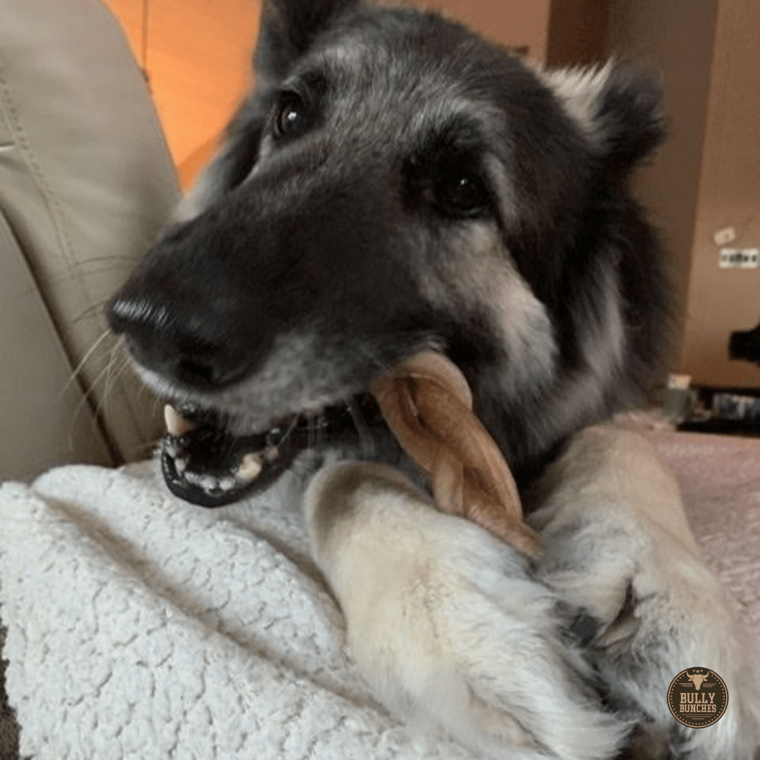 6 Inch Jumbo Braided Bully Stick - themonogram manor 