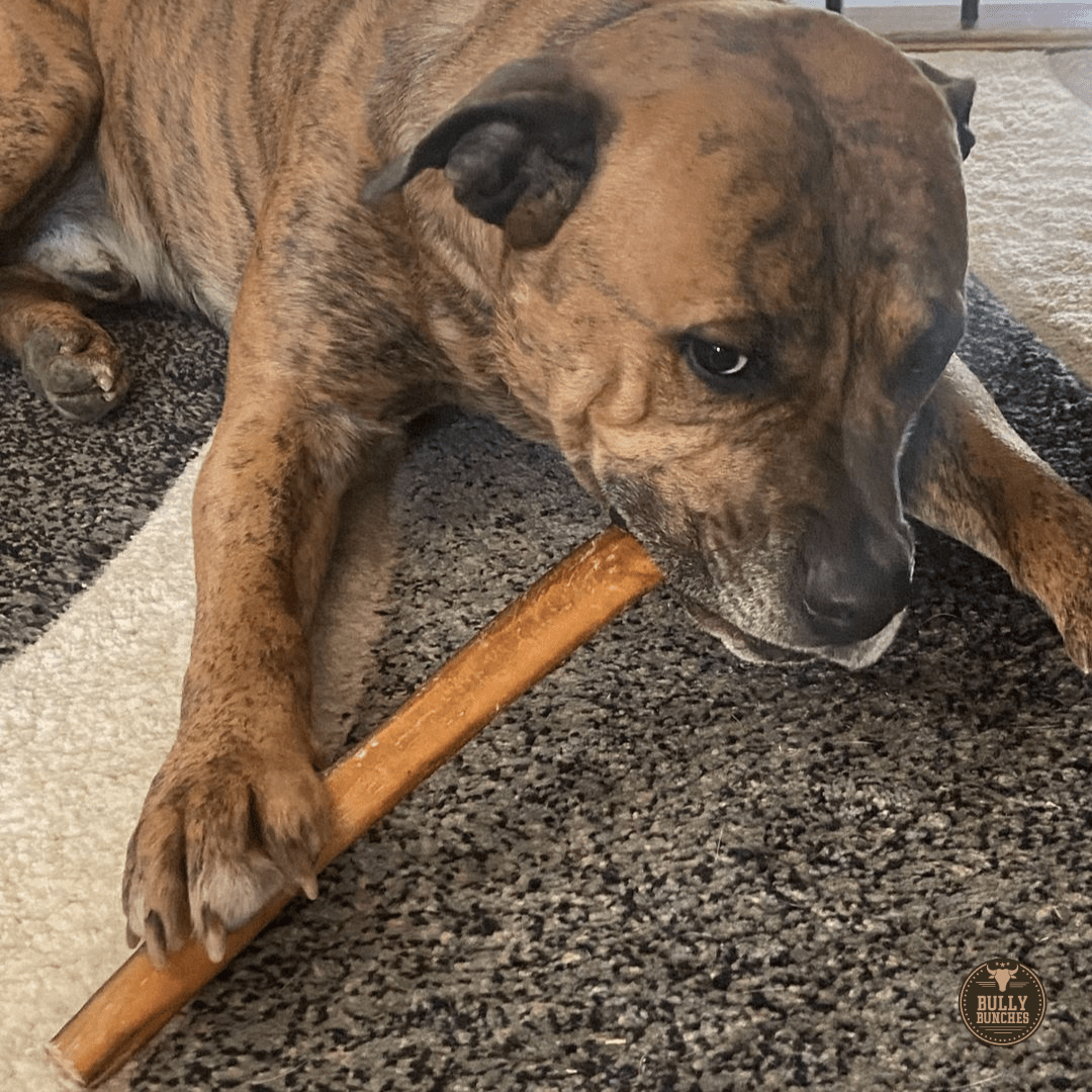 12 Inch Thick Bully Stick - themonogram manor 