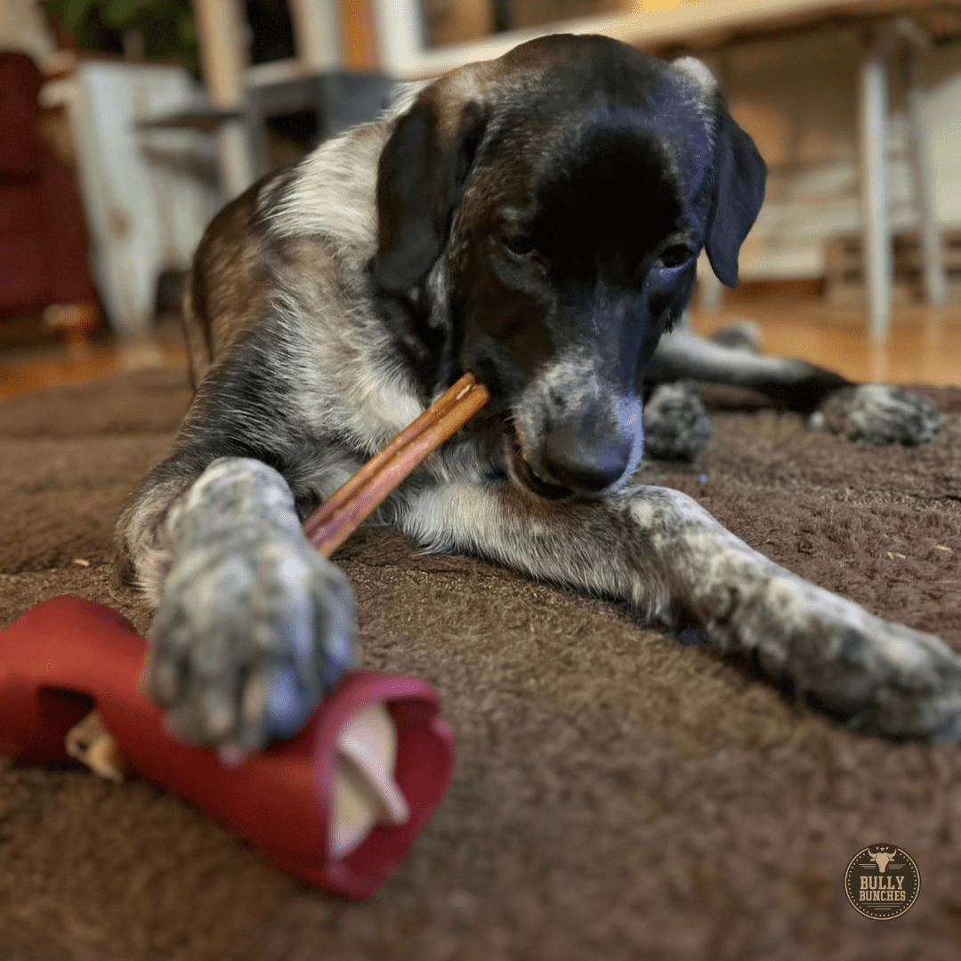 12 Inch Standard Bully Stick - themonogram manor 