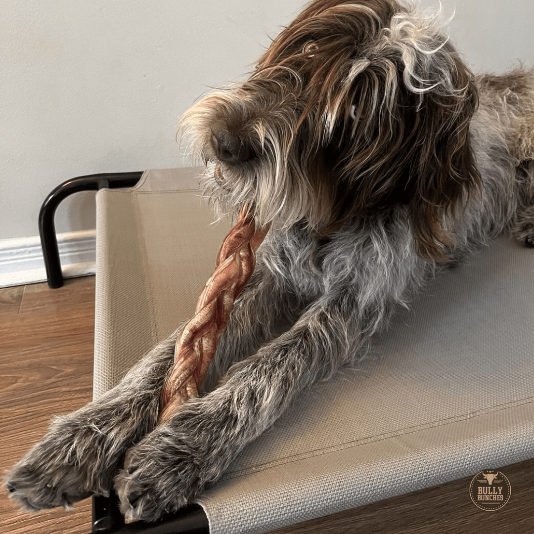 12 Inch Jumbo Braided Bully Stick - themonogram manor 
