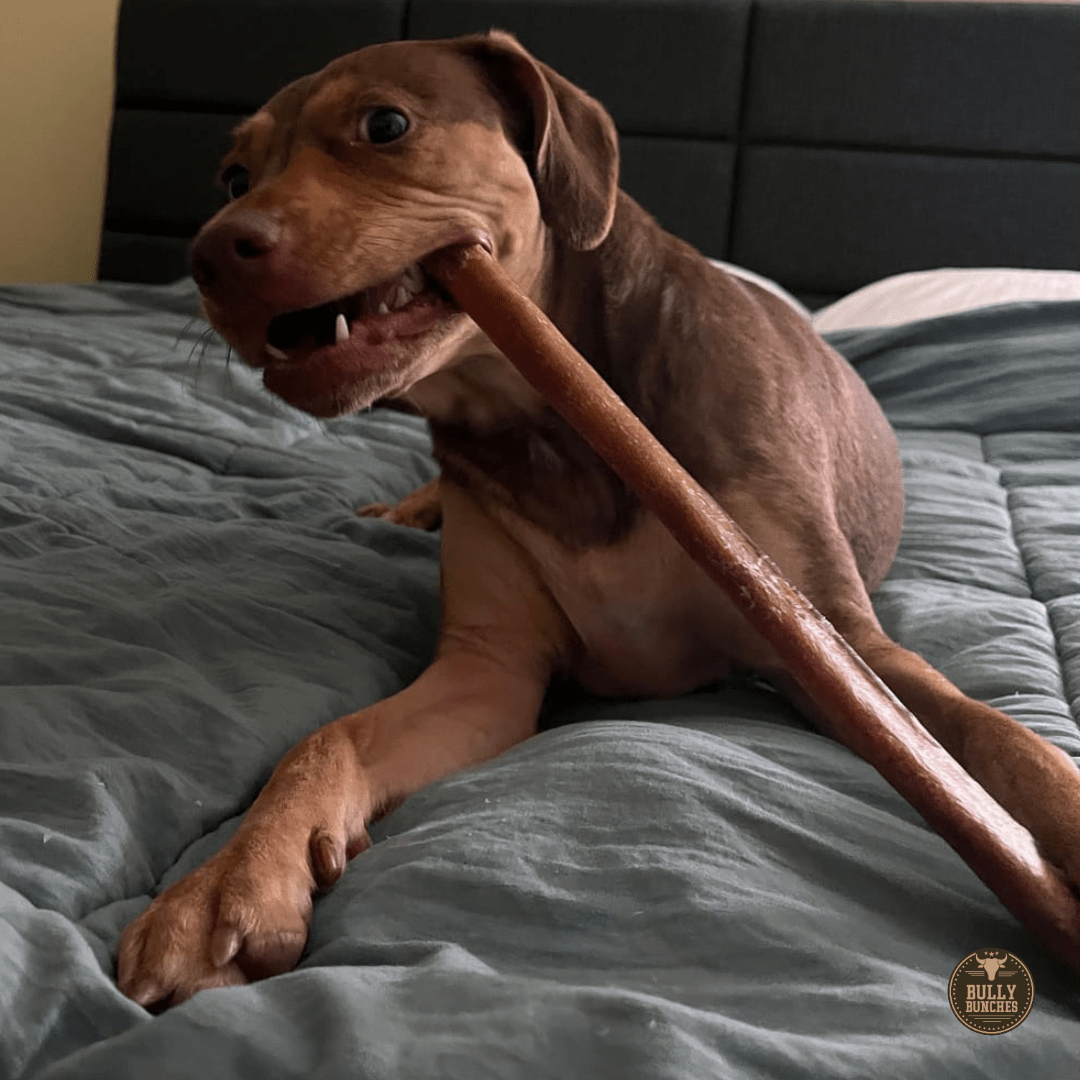 12 Inch Thick Bully Stick - themonogram manor 