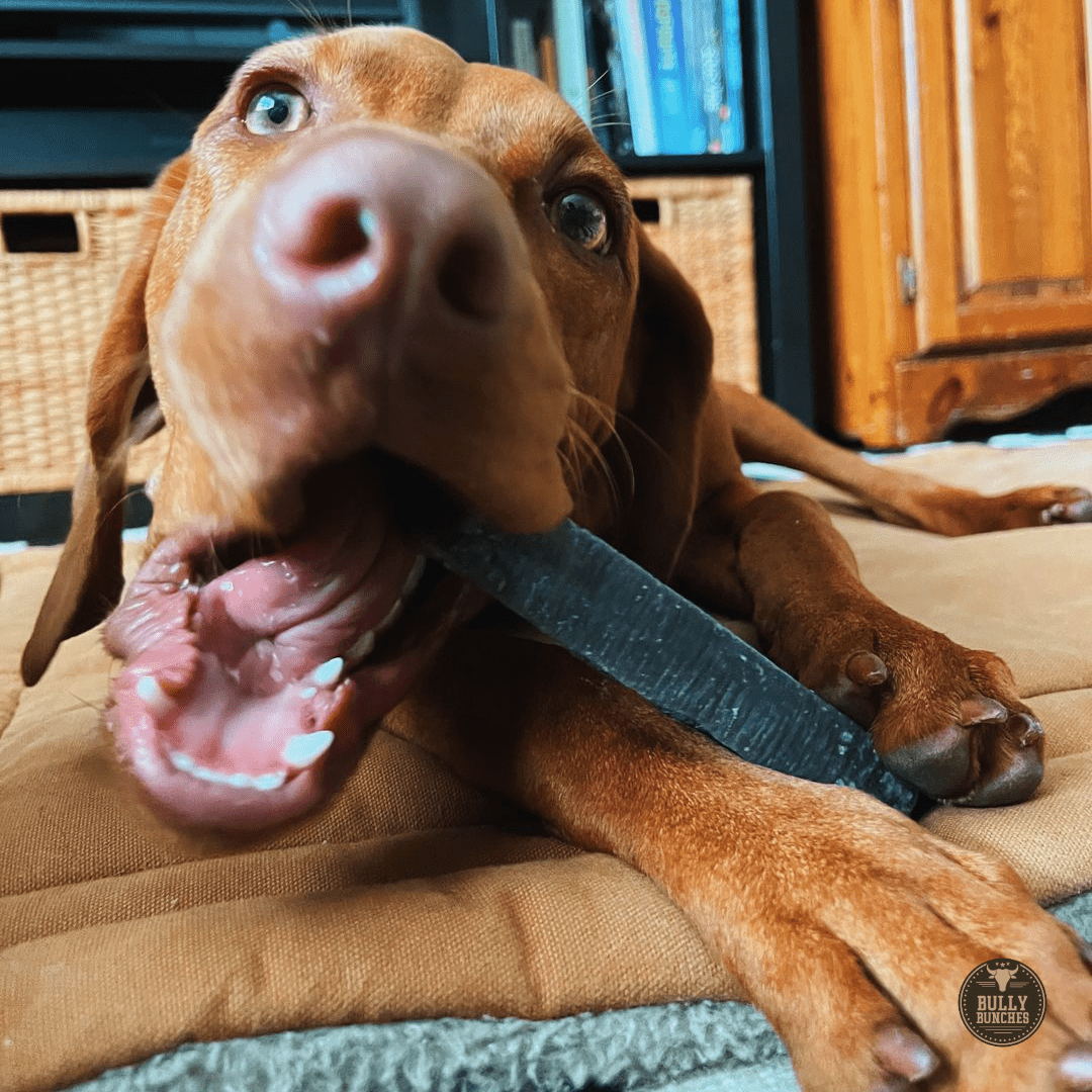 Blueberry Himalayan Yak Chew (MEDIUM) - themonogram manor 
