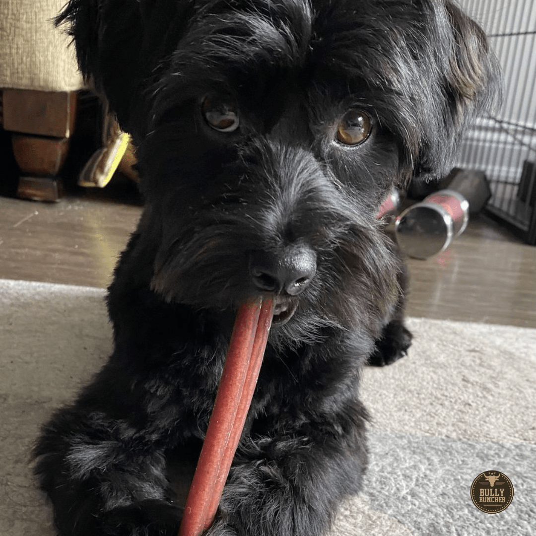 6 Inch Standard Bully Stick - themonogram manor 