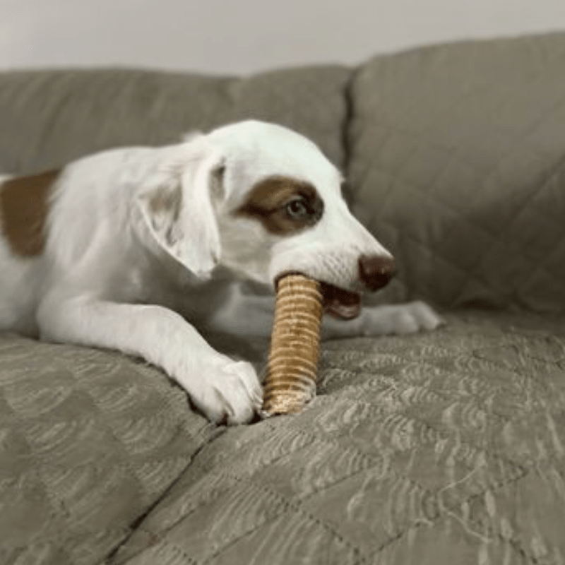 6 Inch Beef Trachea - themonogram manor 