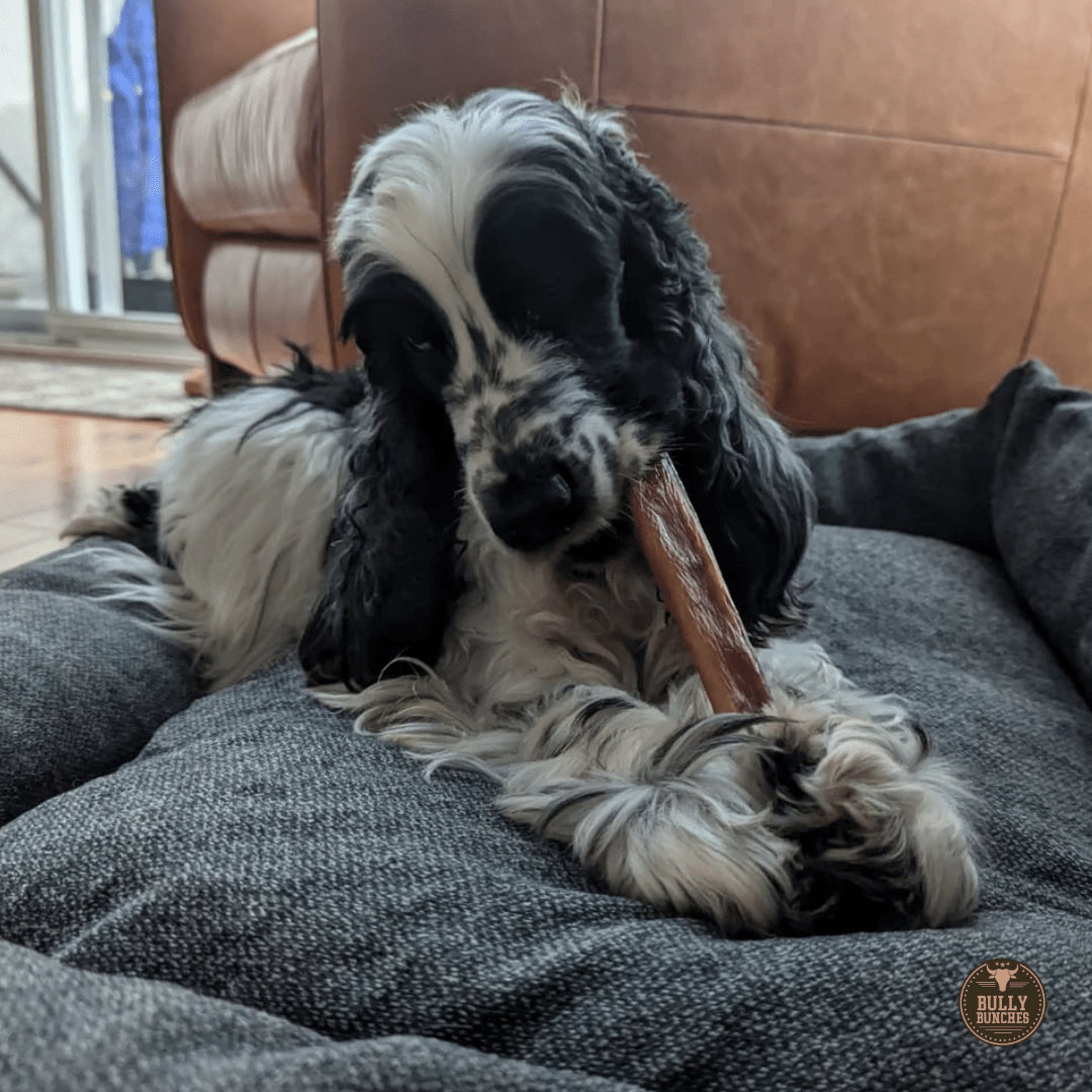 5-6 Inch Champion Chew - themonogram manor 