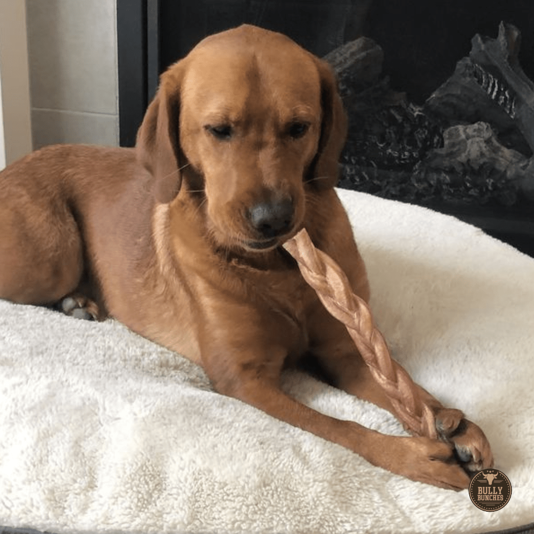 12 Inch Thick Braided Bully Stick - themonogram manor 