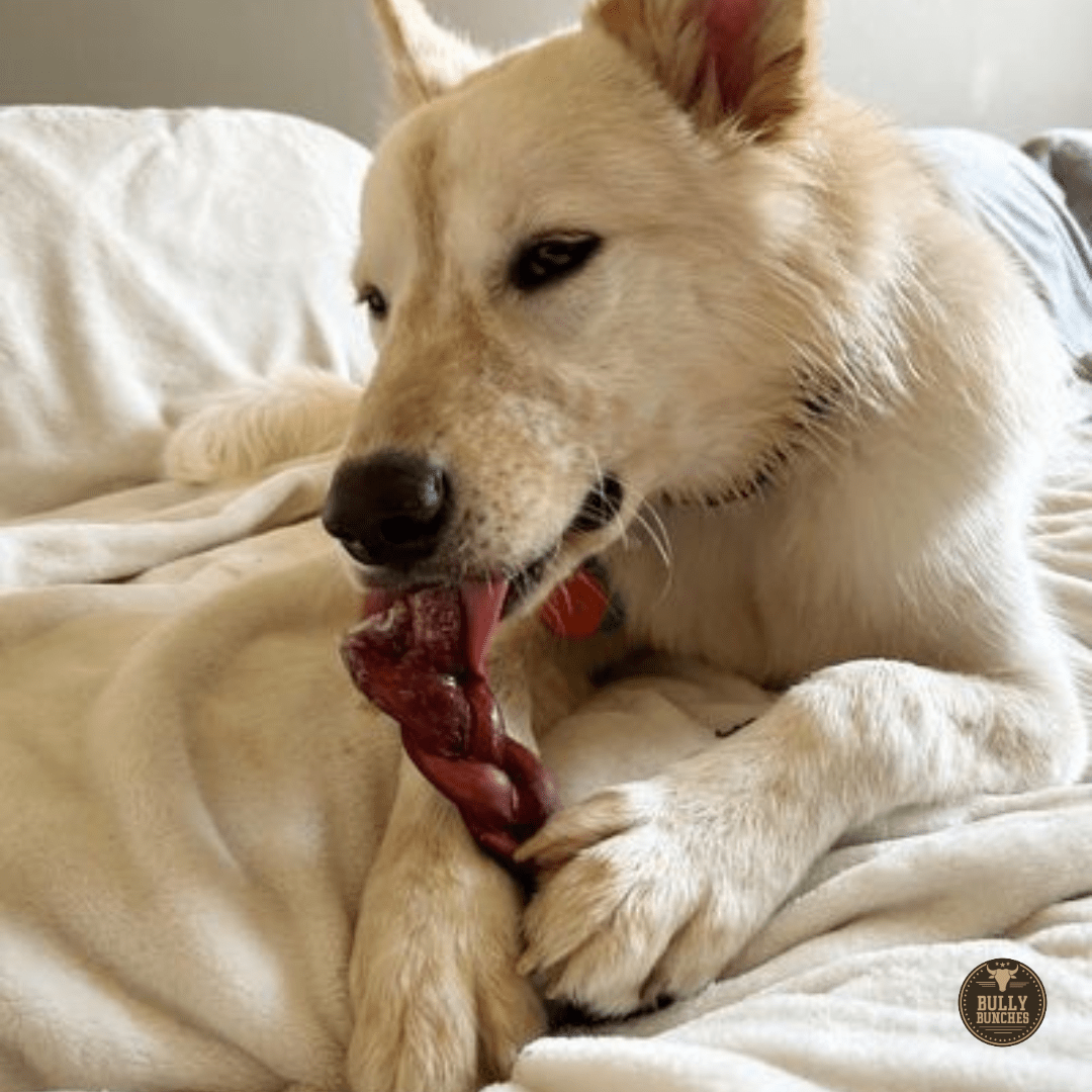 6 Inch Thick Braided Bully Stick - themonogram manor 
