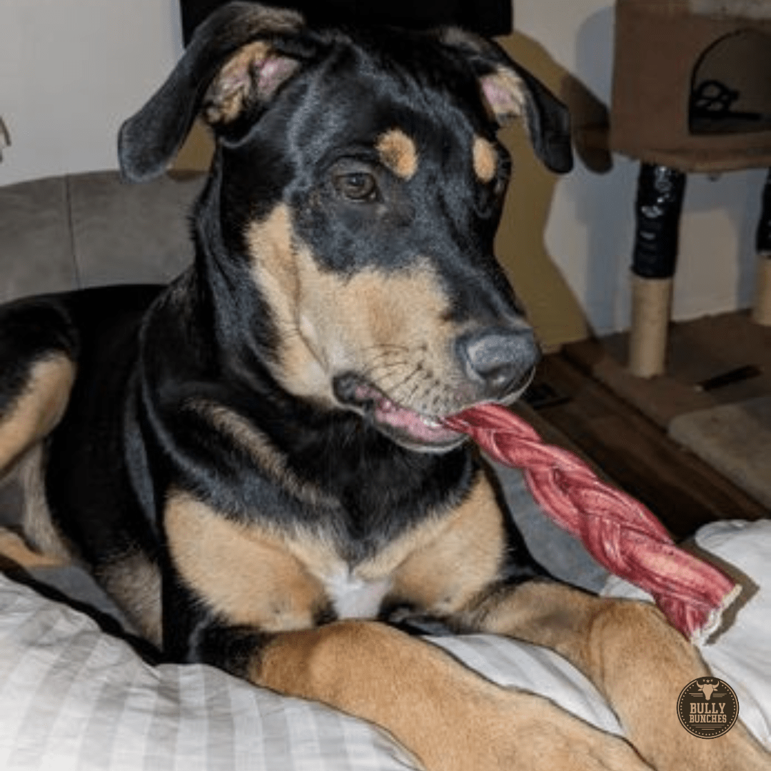 6 Inch Standard Braided Bully Stick - themonogram manor 