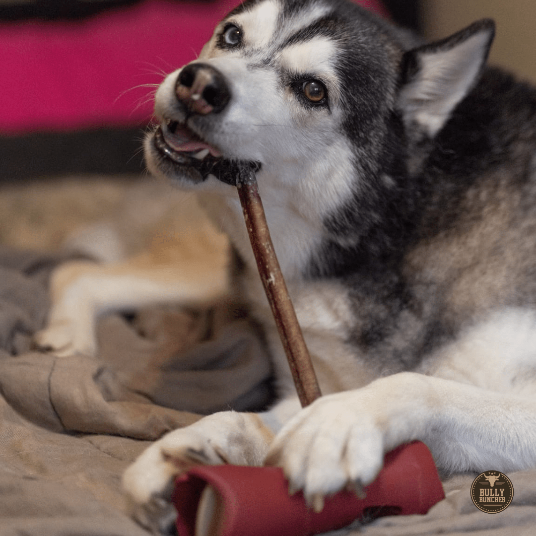 12 Inch Standard Bully Stick - themonogram manor 