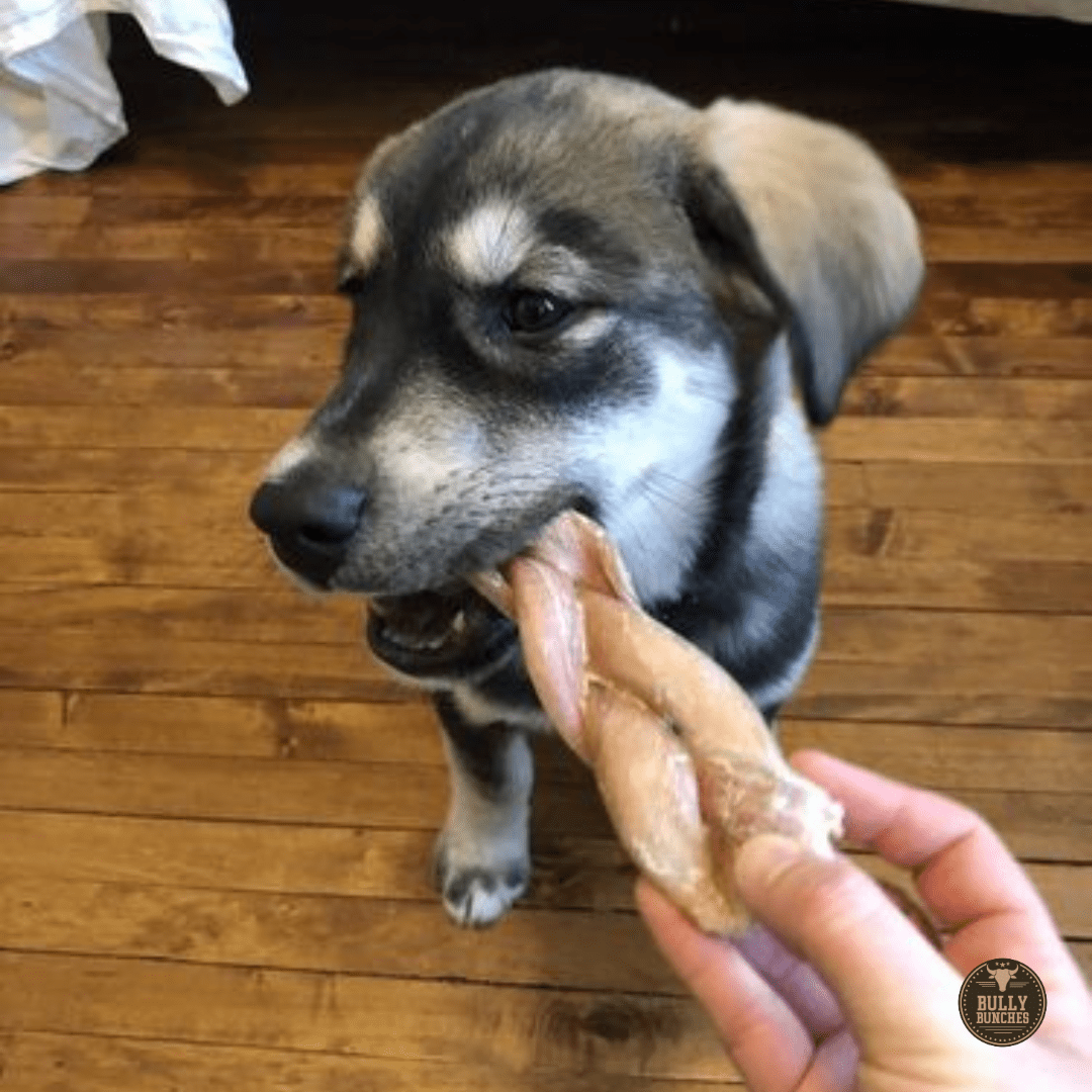 6 Inch Jumbo Braided Bully Stick - themonogram manor 