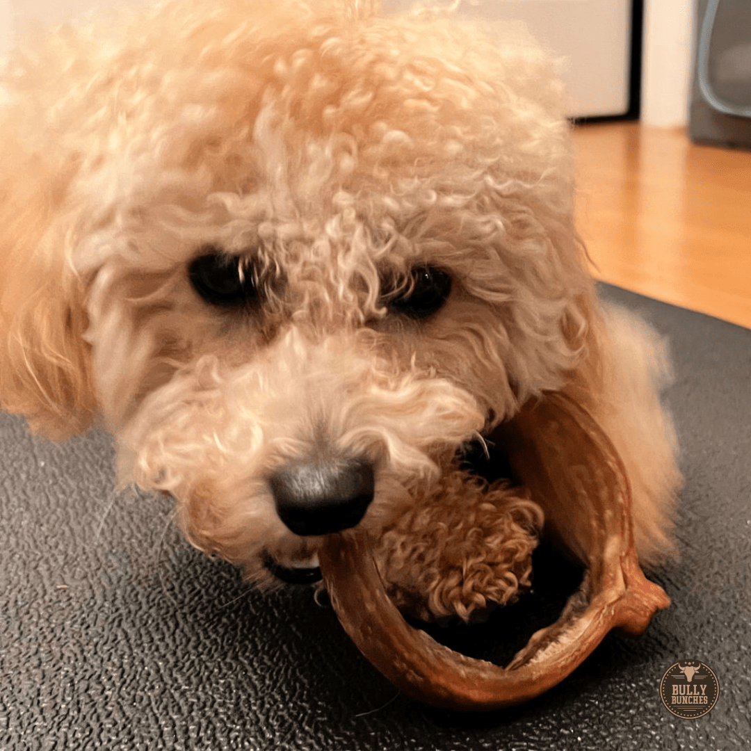 Small Bully Stick Ring - themonogram manor 