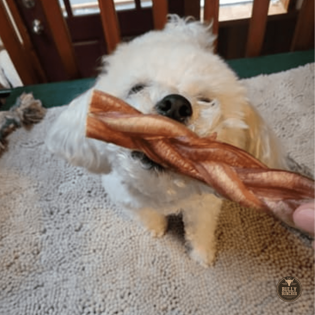 6 Inch Standard Braided Bully Stick - themonogram manor 