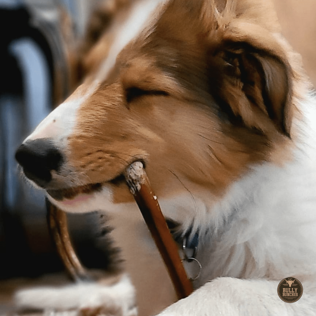 6 Inch Standard Bully Stick - themonogram manor 