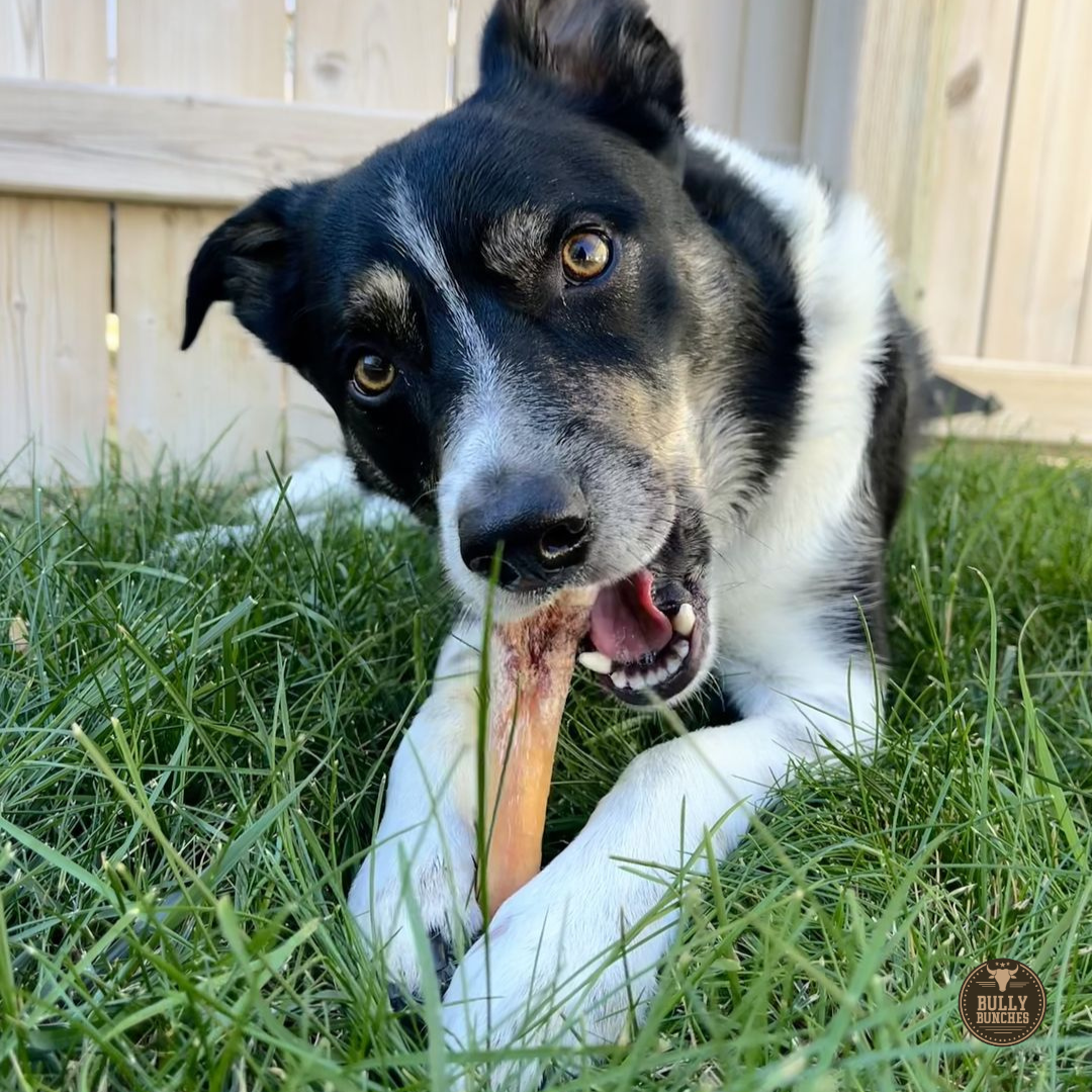 6 Inch Monster Bully Stick - themonogram manor 