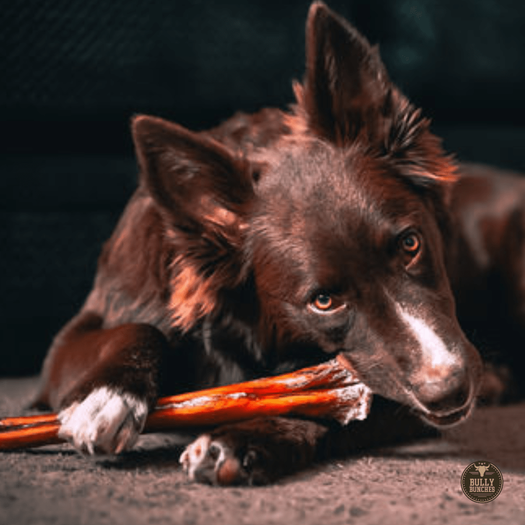 12 Inch Monster Bully Stick - themonogram manor 