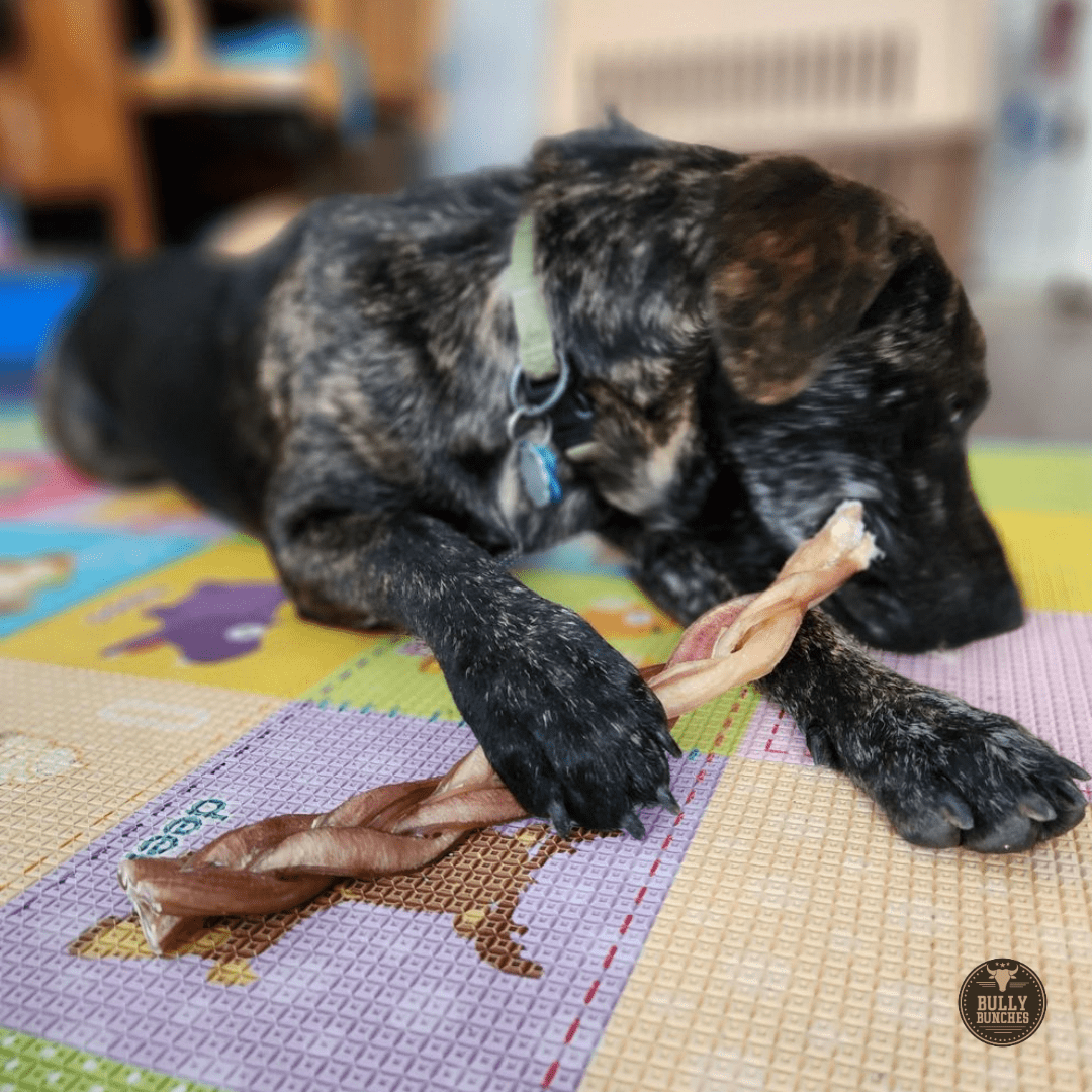 12 Inch Standard Braided Bully Stick - themonogram manor 