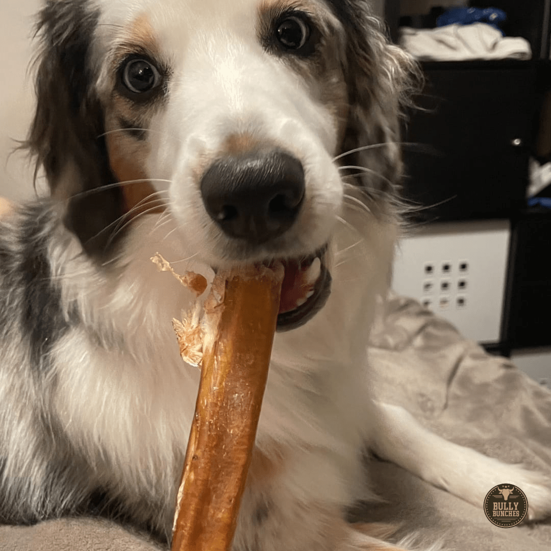 12 Inch Thick Bully Stick - themonogram manor 
