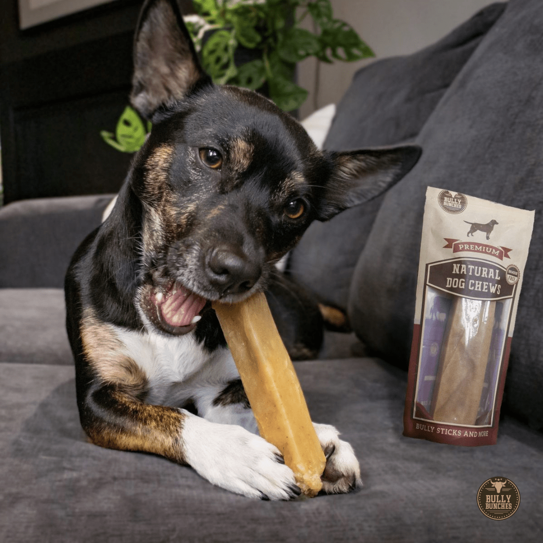 Himalayan Yak Chew (MEDIUM) - themonogram manor 