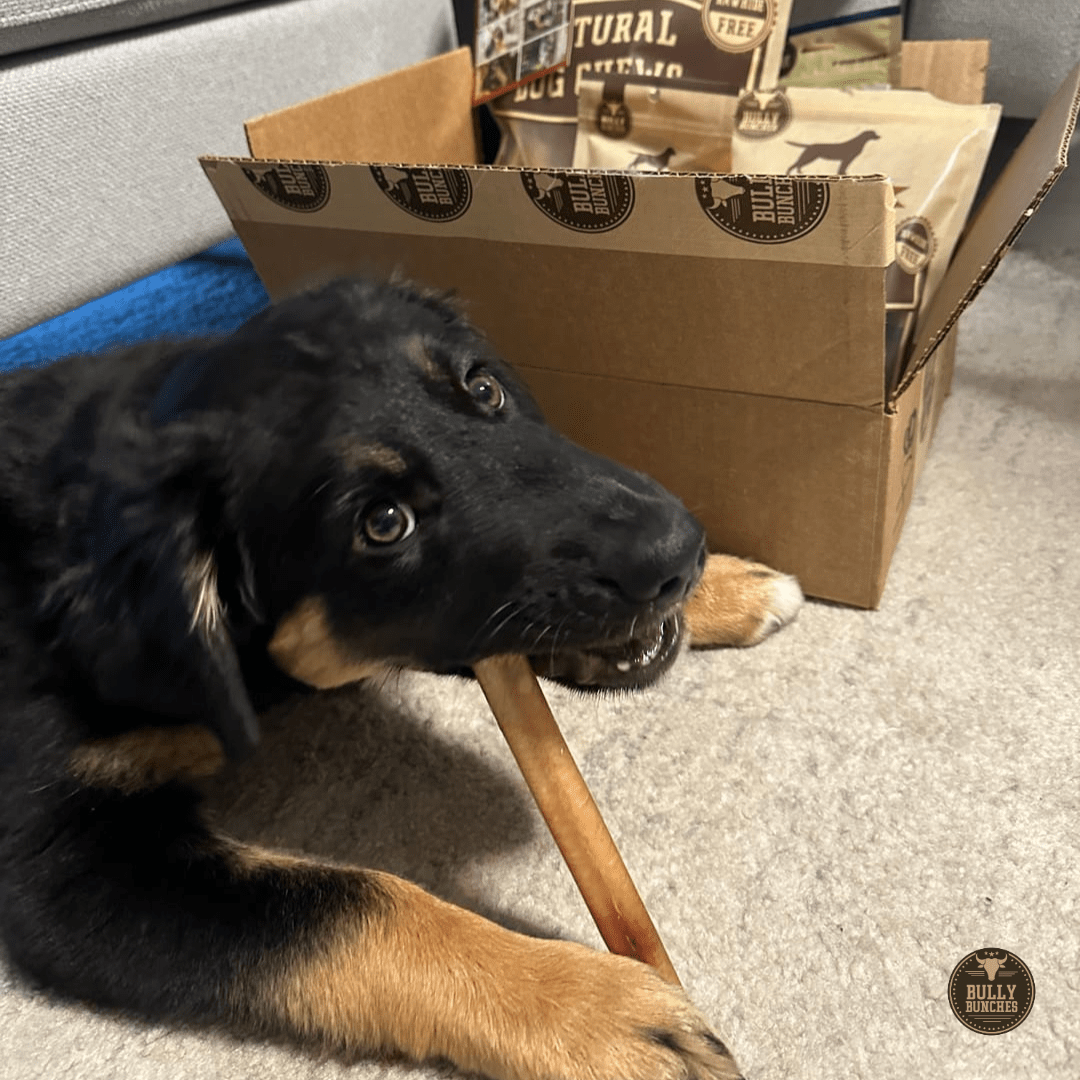 6 Inch Thick Bully Stick - themonogram manor 