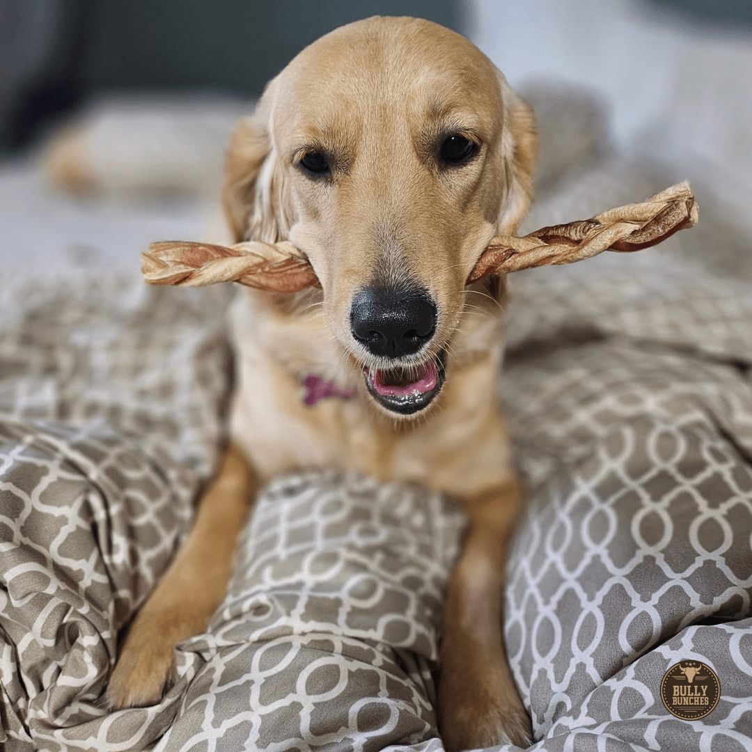 12 Inch Standard Braided Bully Stick - themonogram manor 