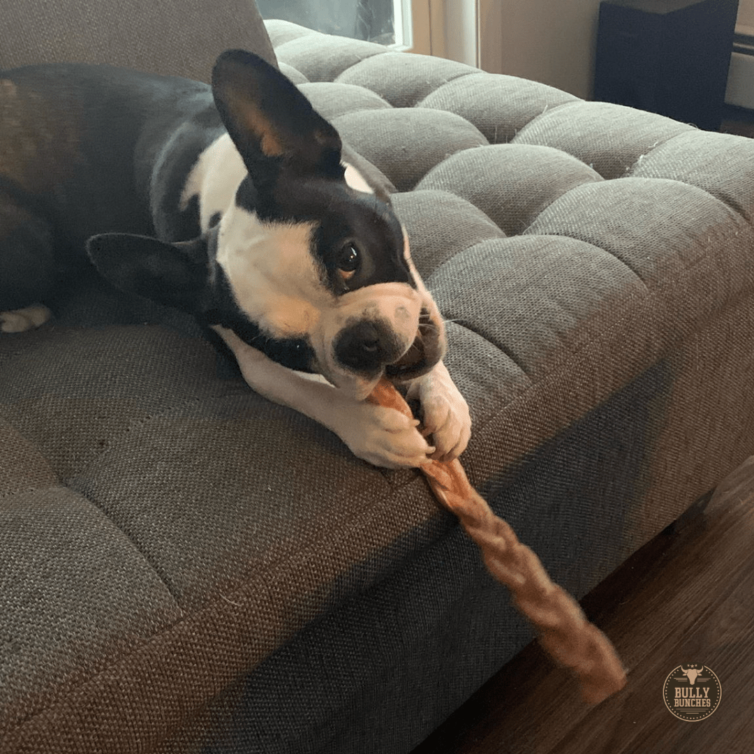 12 Inch Standard Braided Bully Stick - themonogram manor 