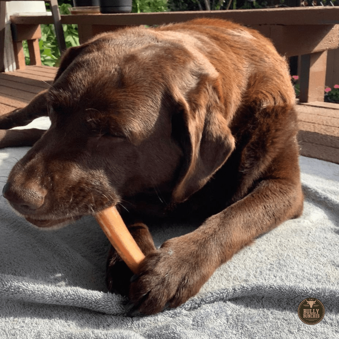 6 Inch Jumbo Bully Stick - themonogram manor 