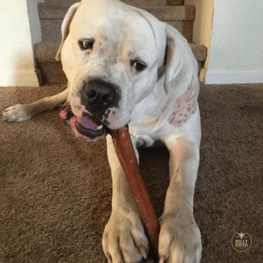 12 Inch Monster Bully Stick - themonogram manor 