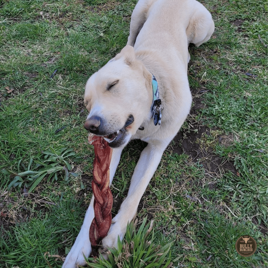 12 Inch Jumbo Braided Bully Stick - themonogram manor 