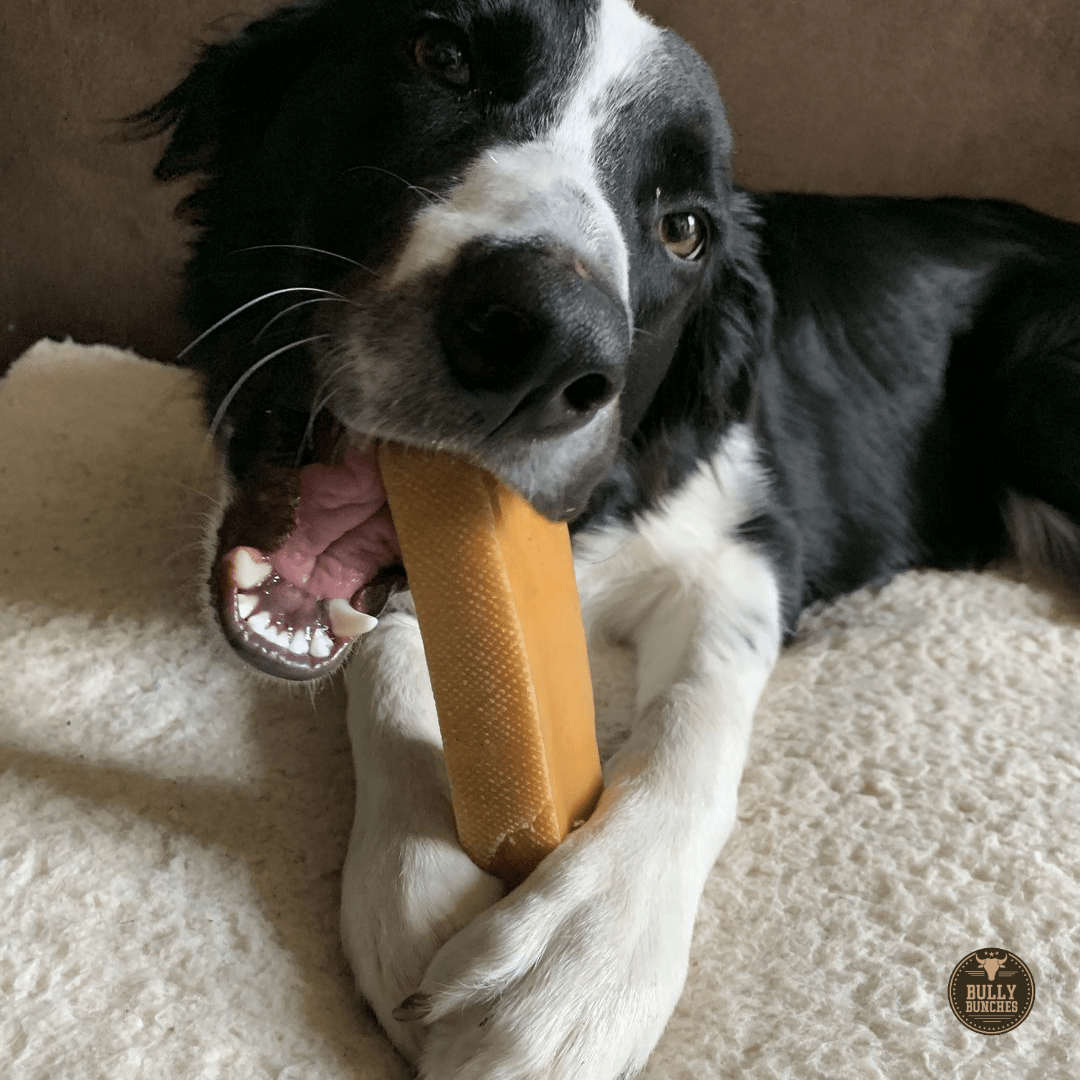 Himalayan Yak Chew (MEGA) - themonogram manor 
