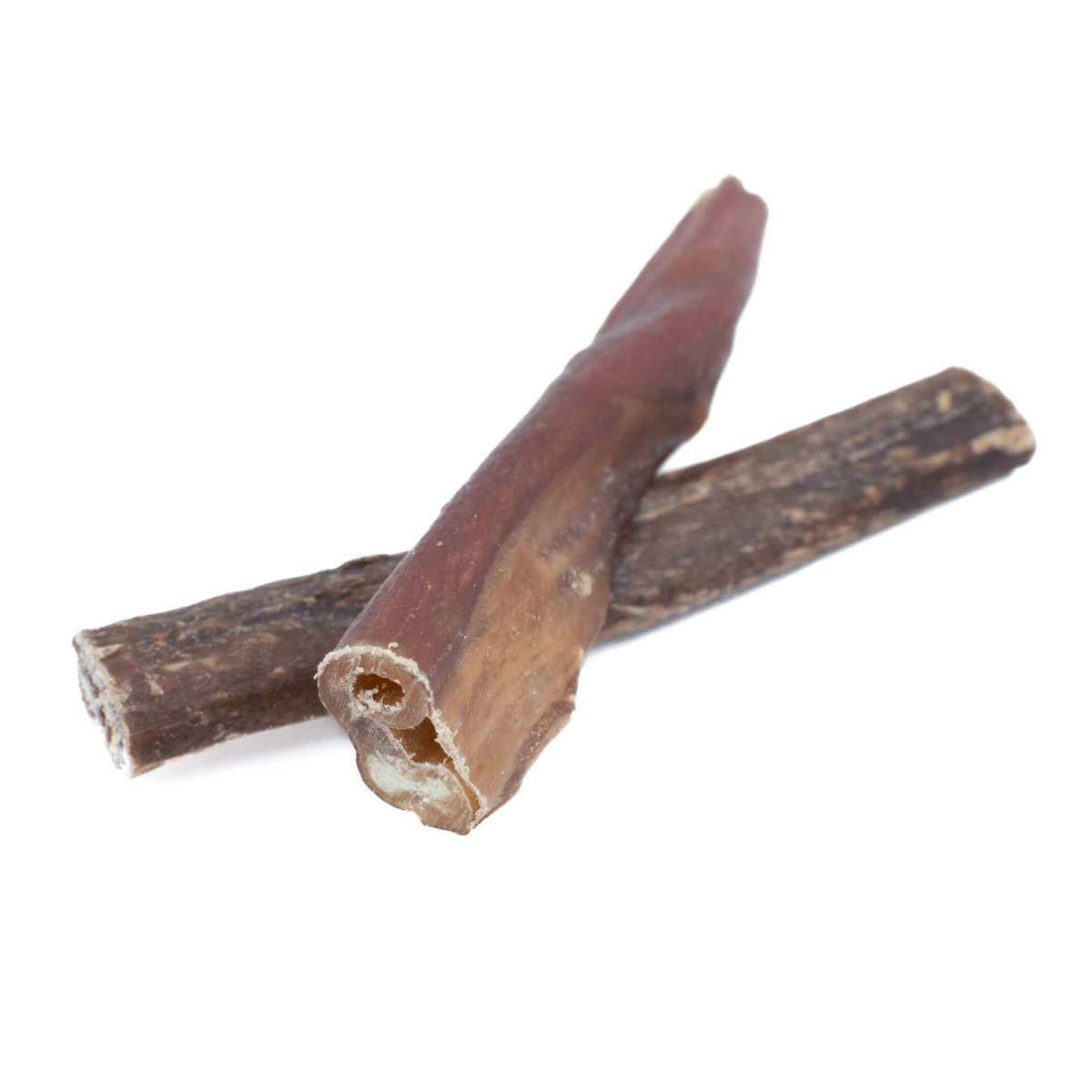 5-6 Inch Champion Chew - themonogram manor 