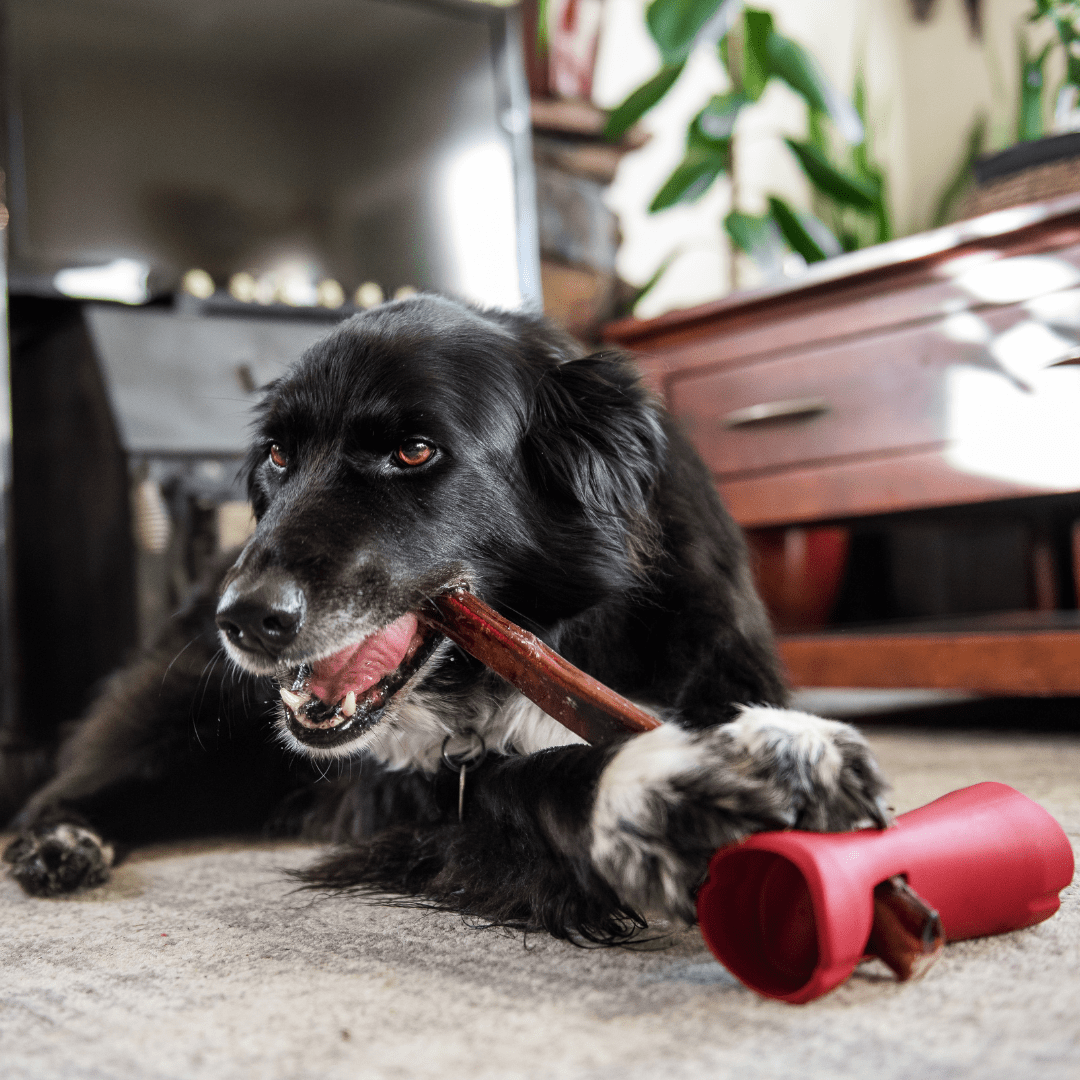 Bully Stick Safety Holder - themonogram manor 