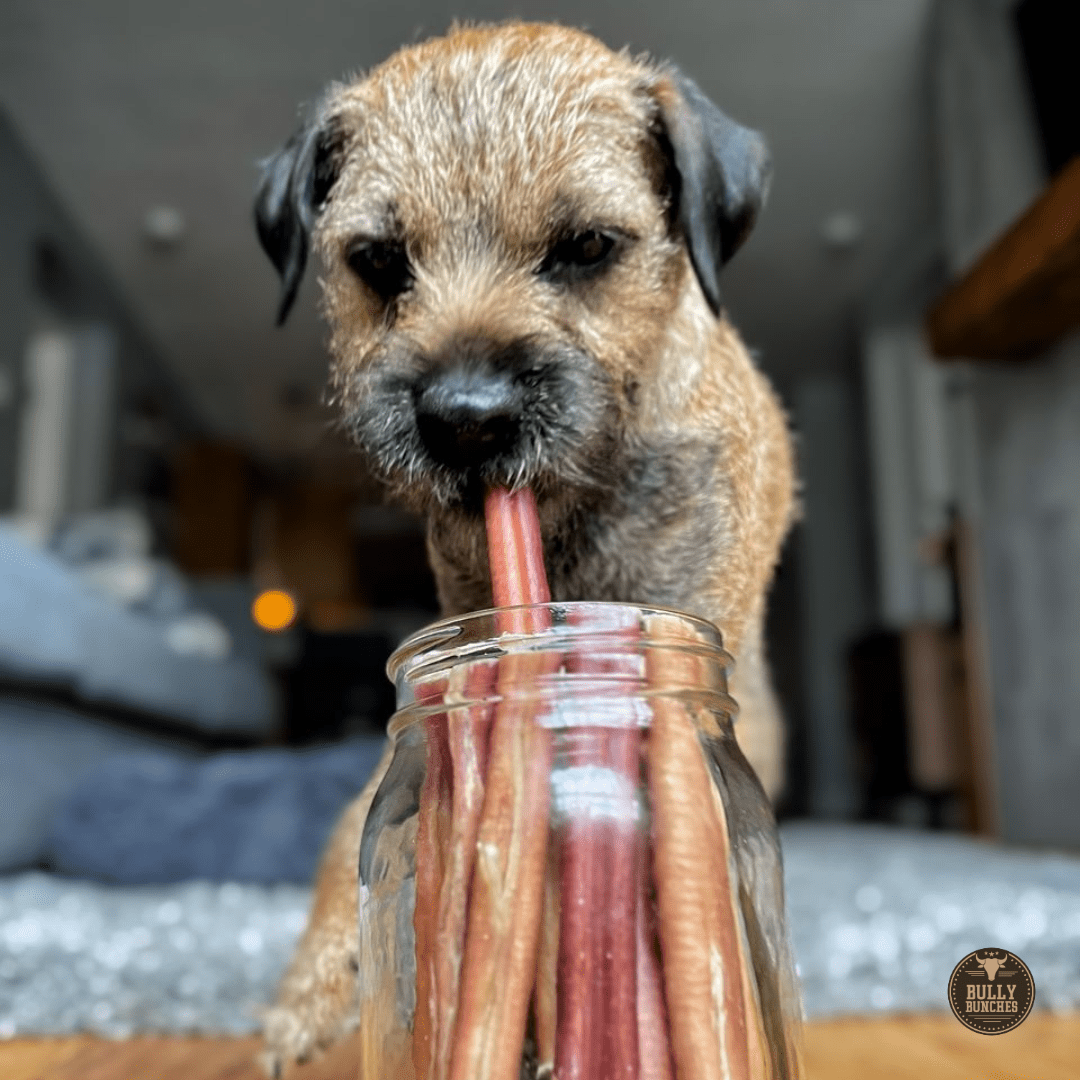 6 Inch Thick Bully Stick - themonogram manor 