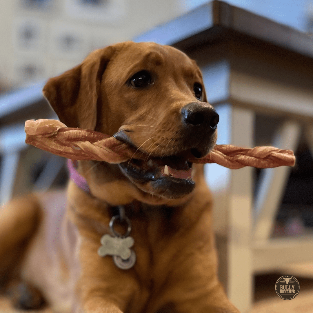 12 Inch Thick Braided Bully Stick - themonogram manor 