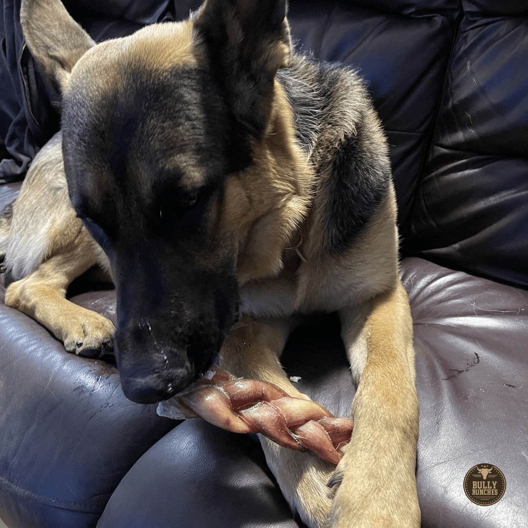 6 Inch Monster Braided Bully Stick - themonogram manor 