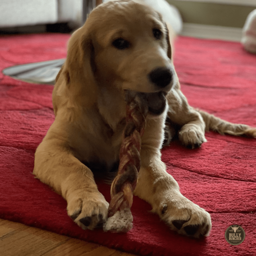12 Inch Jumbo Braided Bully Stick - themonogram manor 