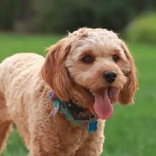 Charleston Belt Cavalier King Charles / Cavapoo Hand - stitched Needlepoint Belt - themonogram manor 