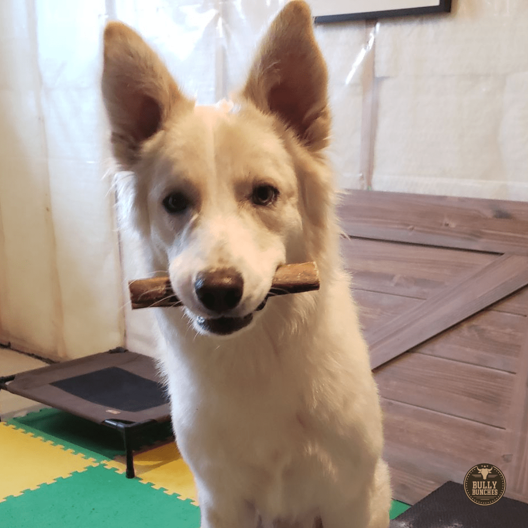 6 Inch Monster Bully Stick - themonogram manor 