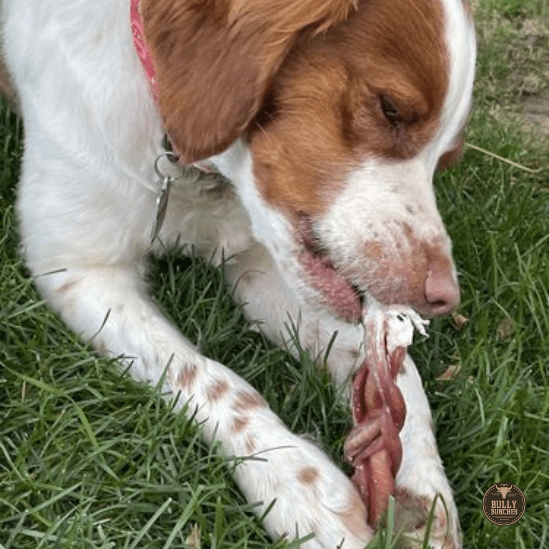 6 Inch Standard Braided Bully Stick - themonogram manor 